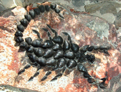 Un scorpion pacifique de l'Île Penotte